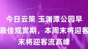 今日云策 玉渊潭公园早樱进入最佳观赏期，本周末将迎客流高峰